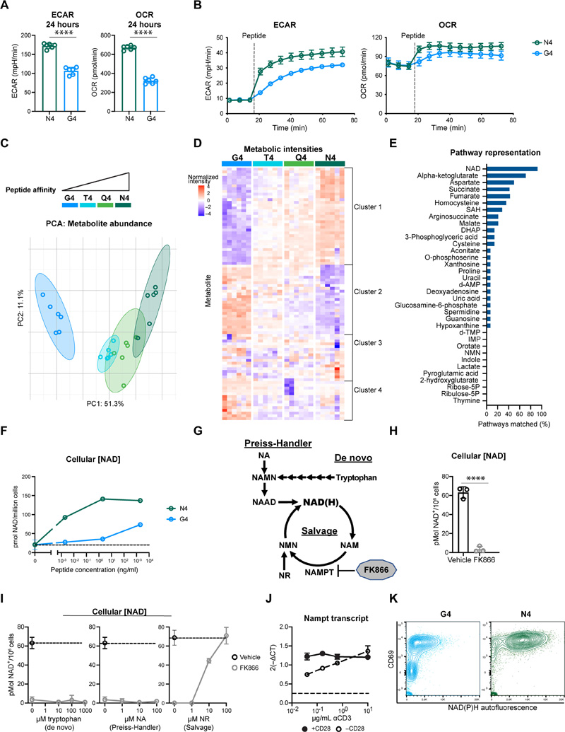 NAD生物合成是TCR親和力依賴性代謝組的核心組成部分 NAD生物合成是TCR親和力依賴性代謝組的核心組成部分