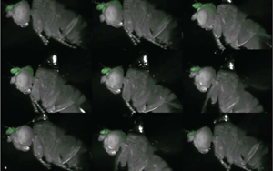 Nature：在果蠅中，一個腦細胞可以驅(qū)動身體的多種運動