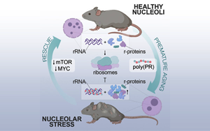 Cell子刊開辟衰老研究新方向：“垃圾蛋白”的積累被認為是衰老的關(guān)鍵原因