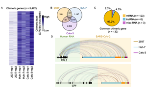 中國科學(xué)家聯(lián)合報(bào)道：新冠病毒RNA不具備整合進(jìn)宿主基因組的能力