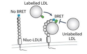《Nature Microbiology》出血熱病毒如何進入人體細胞？