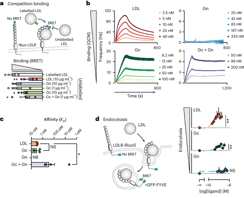 CCHFV糖蛋白與LDLR的結合誘導受體介導的內吞作用