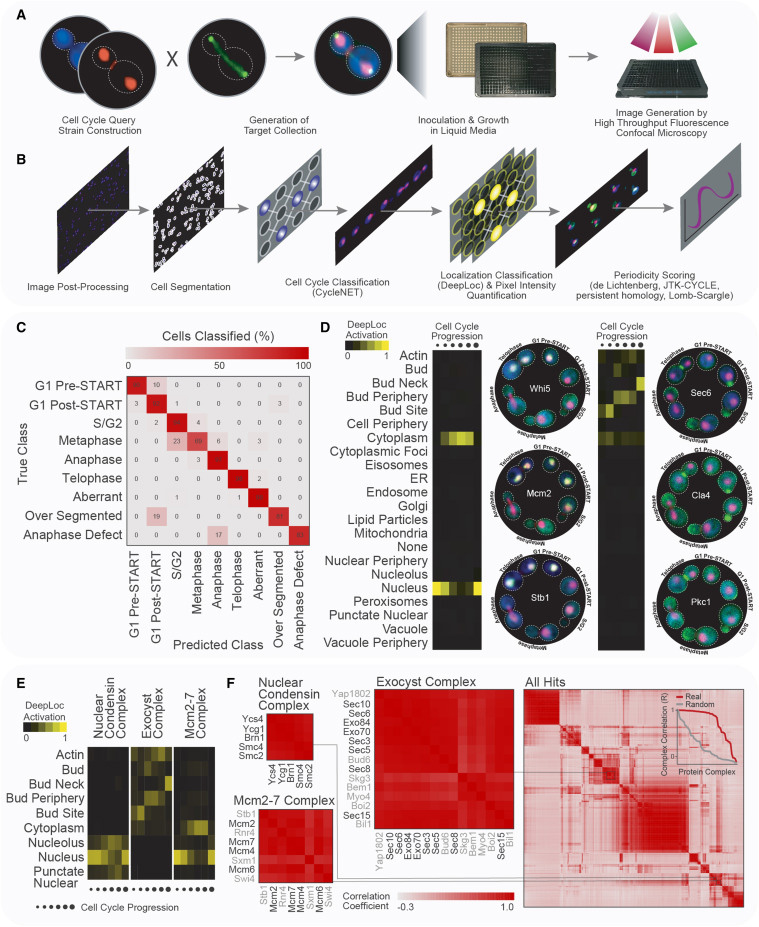 一種用于量化活細(xì)胞時(shí)空蛋白質(zhì)組動(dòng)力學(xué)的高含量篩選通路 一種用于量化活細(xì)胞時(shí)空蛋白質(zhì)組動(dòng)力學(xué)的高含量篩選通路