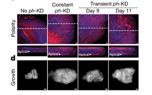 Nature：沒有基因突變，癌癥照樣發(fā)生？！