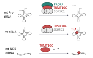 RNA修飾是阿爾茨海默病中線粒體蛋白合成中斷的原因