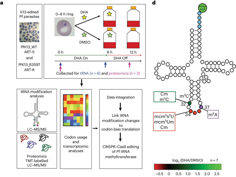 ART-R寄生蟲響應(yīng)ART應(yīng)激而不同地改變其tRNA修飾