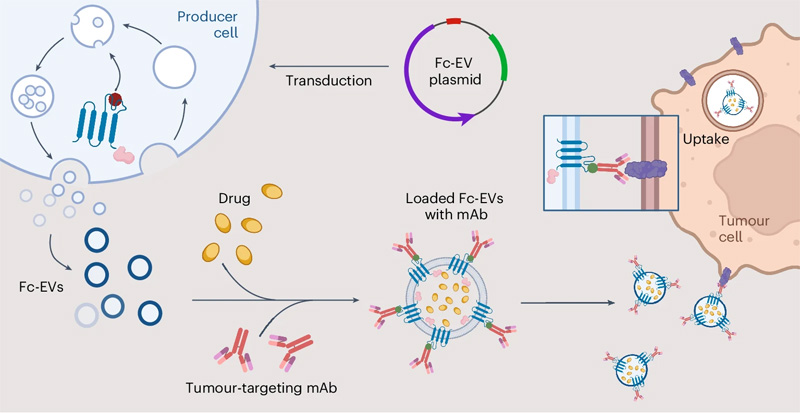 工程細(xì)胞以產(chǎn)生用Fc結(jié)構(gòu)域特異性抗體結(jié)合部分修飾的EV 工程細(xì)胞以產(chǎn)生用Fc結(jié)構(gòu)域特異性抗體結(jié)合部分修飾的EV