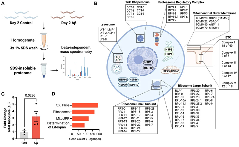 β淀粉樣蛋白驅(qū)動蛋白質(zhì)組全蛋白質(zhì)的不溶性，類似于正常衰老