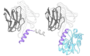 Nature子刊：破解艾滋病毒防御——?jiǎng)?chuàng)新疫苗