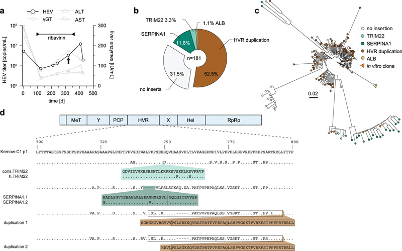 通過克隆測序鑒定HEV患者中的HVR插入 通過克隆測序鑒定HEV患者中的HVR插入