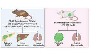 Nature子刊：一種幫助癌細胞擴散到全身的基因
