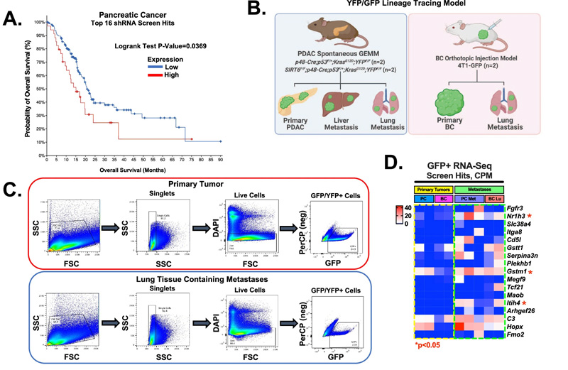 shRNA篩選命中的功能驗(yàn)證，包括轉(zhuǎn)移細(xì)胞中的Gstt1