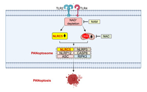 《Cell》首次發(fā)現(xiàn)NLRC5在免疫反應(yīng)和細胞死亡中的作用