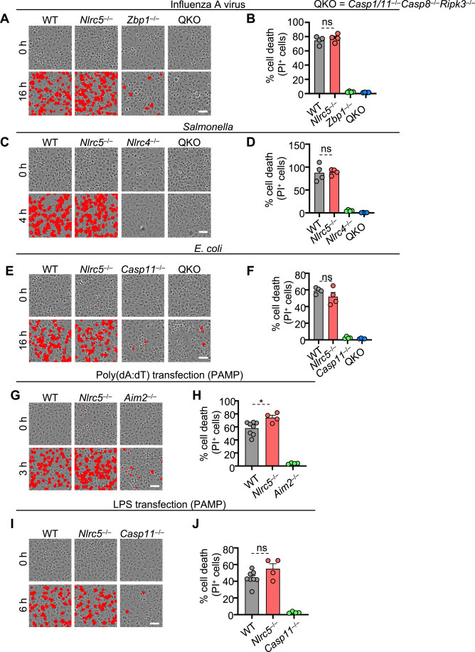 裂解細(xì)胞死亡需要NLRC5 裂解細(xì)胞死亡需要NLRC5