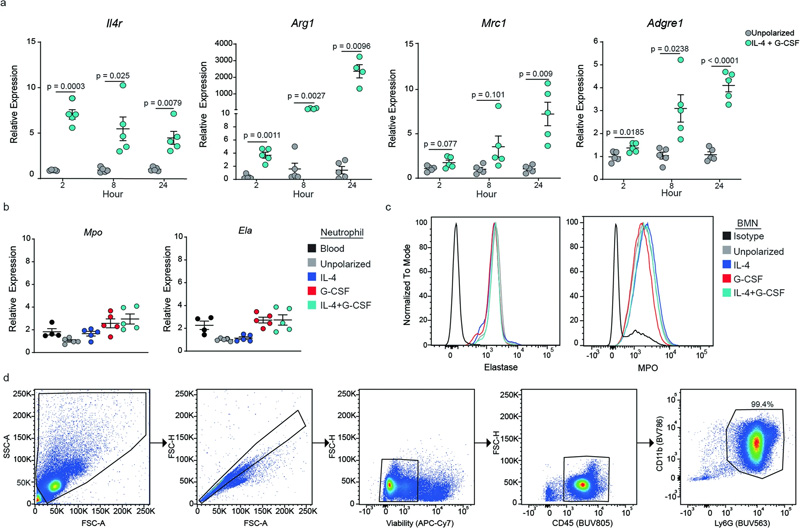極化過程中BMN基因表達(dá)的動(dòng)力學(xué) 極化過程中BMN基因表達(dá)的動(dòng)力學(xué)