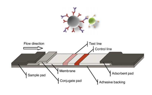 膠體碳標記抗體試劑盒--膠體金升級換代方案