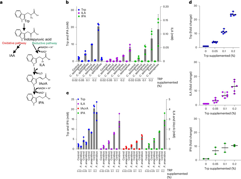 補(bǔ)充色氨酸可增加色氨酸Stickland反應(yīng)衍生的發(fā)酵產(chǎn)物