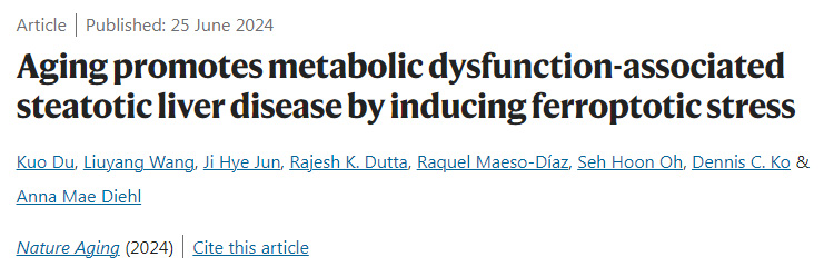 衰老通過誘導脫鐵應(yīng)激促進代謝功能障礙相關(guān)脂肪變性肝病 衰老通過誘導脫鐵應(yīng)激促進代謝功能障礙相關(guān)脂肪變性肝病