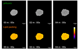 救命藥差點(diǎn)“要命”？Plos Bio揭秘：本是保護(hù)細(xì)胞的“脂肪盾牌”，為何卻成了癌細(xì)胞的保護(hù)傘？