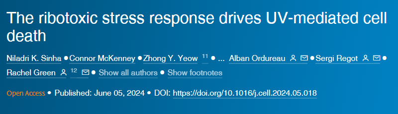 核糖毒性應(yīng)激反應(yīng)驅(qū)動紫外線介導(dǎo)的細胞死亡 核糖毒性應(yīng)激反應(yīng)驅(qū)動紫外線介導(dǎo)的細胞死亡