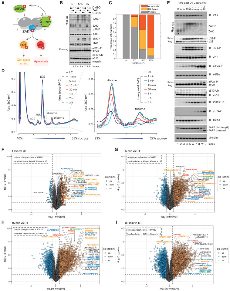 對紫外線輻射的即時早期反應(yīng)主要由核糖體介導(dǎo)的信號傳導(dǎo) 對紫外線輻射的即時早期反應(yīng)主要由核糖體介導(dǎo)的信號傳導(dǎo)