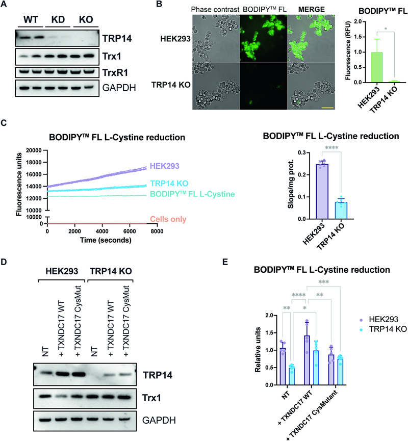 TRP14是HEK293細胞中胱氨酸減少的限速酶 TRP14是HEK293細胞中胱氨酸減少的限速酶