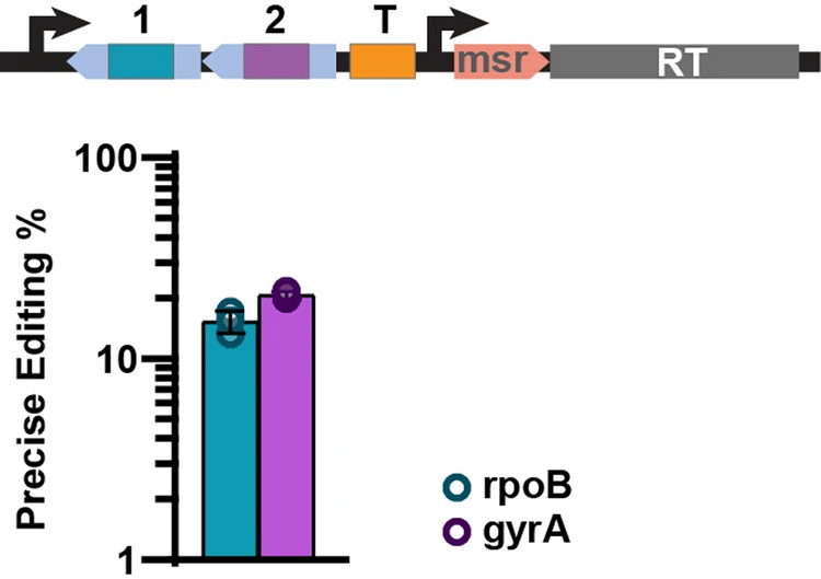 逆轉錄酶多位點架構實現了精確的基因組編輯