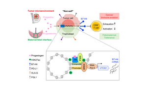 Cell：癌癥和懷孕具有共同的免疫分子機(jī)制！