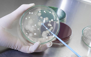 深耕微生物培養(yǎng)領(lǐng)域 歷經(jīng)多年驗(yàn)證，西寶生物隆重推出胰蛋白胨+酵母粉王炸組合