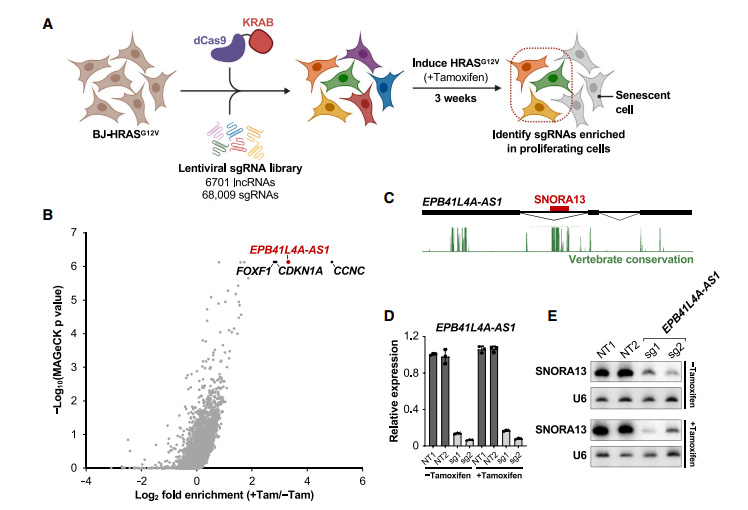 癌基因誘導(dǎo)衰老所需的非編碼RNA EPB41L4A-AS1的鑒定 癌基因誘導(dǎo)衰老所需的非編碼RNA EPB41L4A-AS1的鑒定