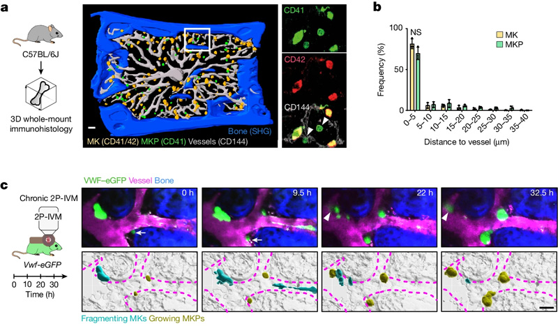 血小板生成和巨核生成的時空協(xié)調