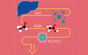 酒精在人體里是怎么“酶”的？