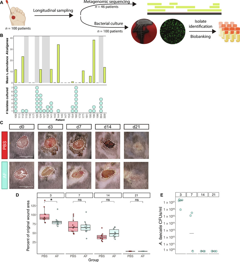 糞芽孢桿菌糾正異常的基質(zhì)金屬蛋白酶表達，促進糖尿病傷口的再上皮化