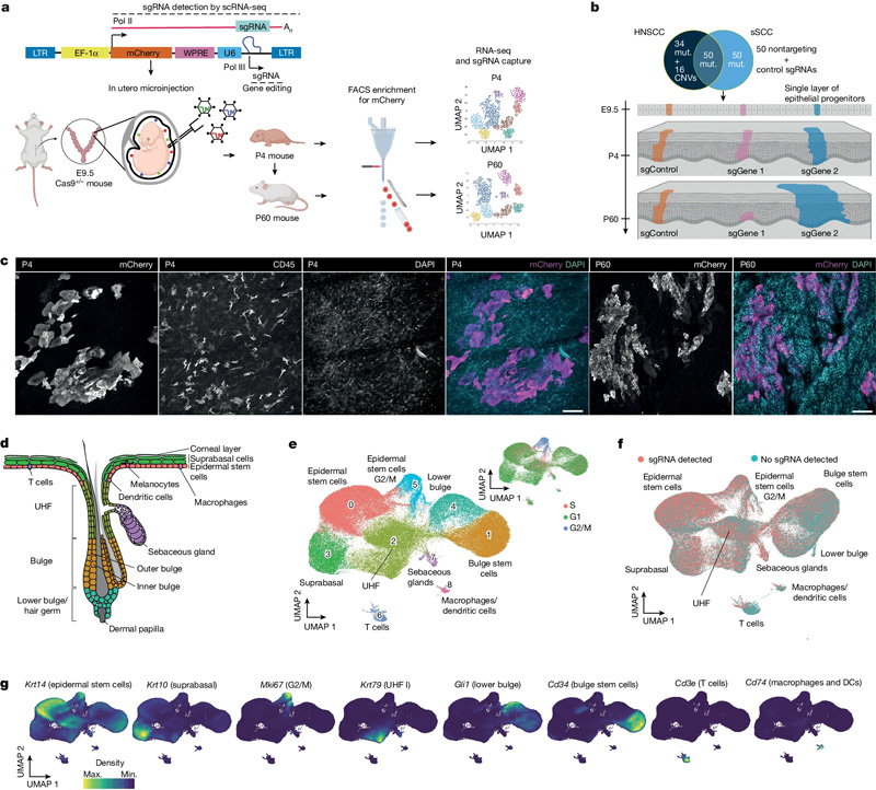 體內CRISPR篩選以監(jiān)測小鼠皮膚中的克隆擴增