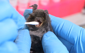 Nature Microbiology：為什么有些病毒比其他病毒具有更大的“大流行潛力”？