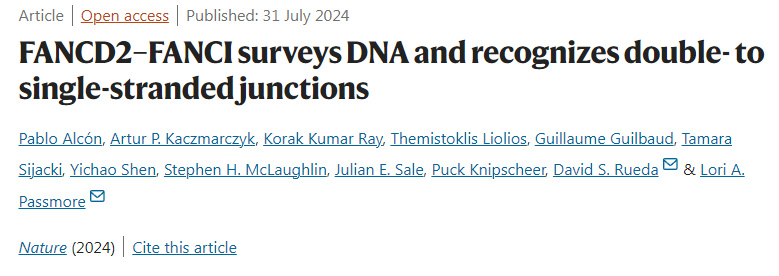 FANCD2-FANCI調(diào)查DNA并識別雙鏈至單鏈連接 FANCD2-FANCI調(diào)查DNA并識別雙鏈至單鏈連接