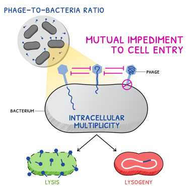 噬菌體與細(xì)菌的比例 噬菌體與細(xì)菌的比例