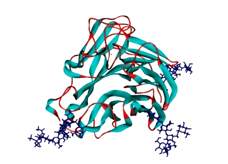 神經(jīng)氨酸酶 神經(jīng)氨酸酶