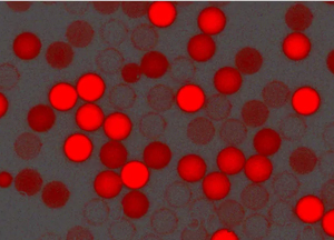 紅色羧基聚苯乙烯微球，粒徑300nm，4%固含量