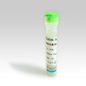 Seebio? 重組蛋白A（rProtein A，ZZZ-HS型）