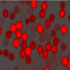 紅色羧基聚苯乙烯微球，粒徑300nm，4%固含量